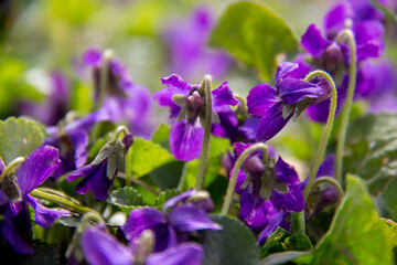 purple crocus flowers