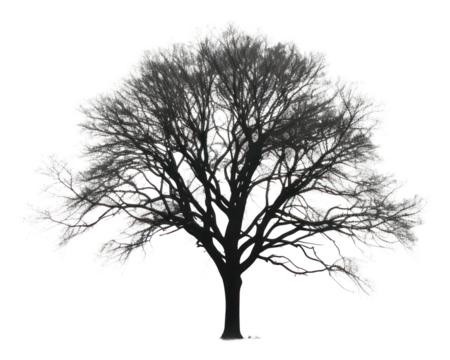 PNG  Tree silhouette plant white.