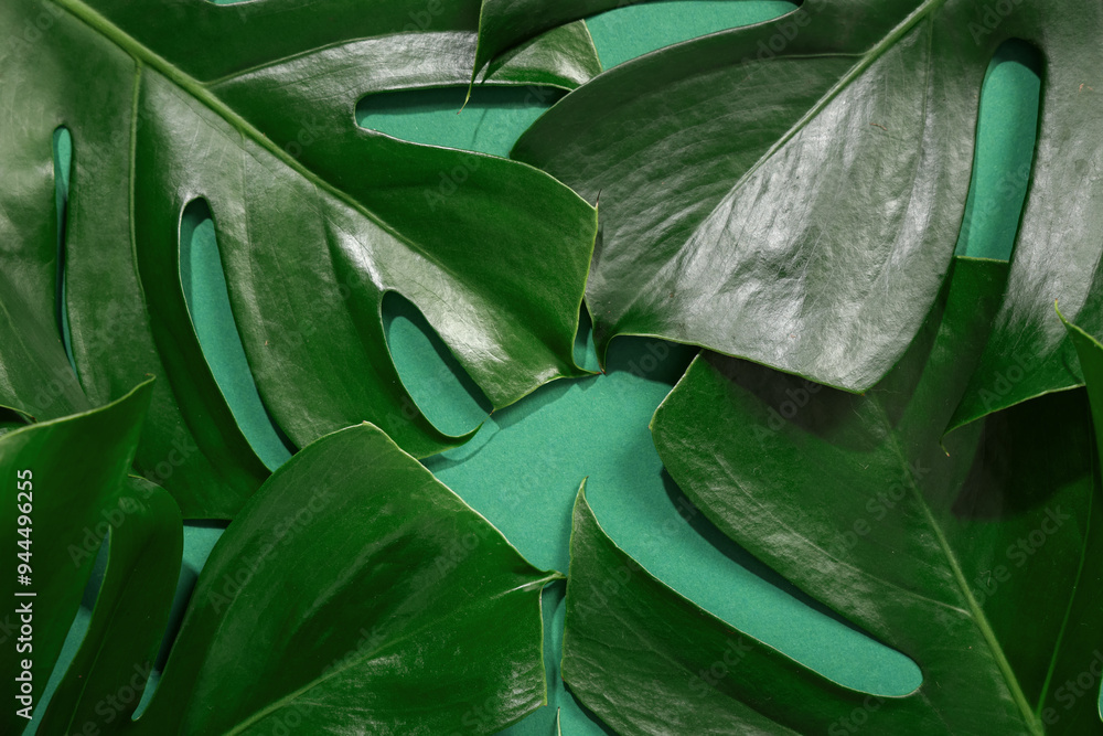 Canvas Prints Tropical monstera leaves on green background