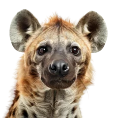  close up of a hyena isolated on white background © Mehmet