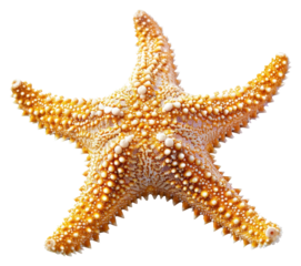 PNG Starfish starfish animal invertebrate.