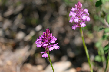 Fototapeta premium Spring bloom of a wild orchid (lat.- Anacamptis pyramidalis)