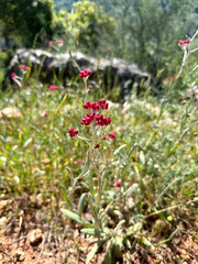 Flowering red everlasting or red cudweed (lat.- Helichrysum sanguineum)