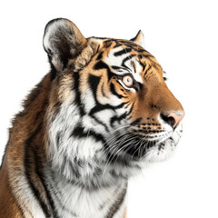 Fototapeta premium white bengal tiger isolated