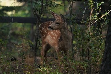 Mule deer fawn with spots looking alert