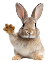 Obraz premium PNG Animal mammal rodent rabbit.