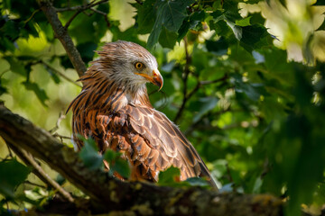 Portrait of red kite, Milvus milvus, perched on tree among green leaves. Endangered bird of prey with red feather. Cute bird with beautiful eyes and feather. Wildlife nature. Breeding season.