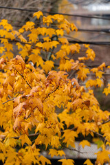 close up view of autumn leaves