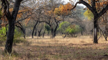 Obraz premium Woodland Scene with Trees and Sunlight.