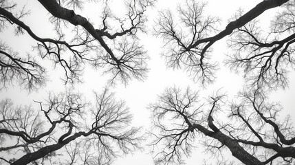 Bare Tree Branches Against White Sky.