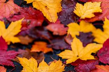 Obraz premium A collection of colorful autumn leaves in shades of red, orange, yellow, and dark blue, creating a vibrant seasonal pattern. 