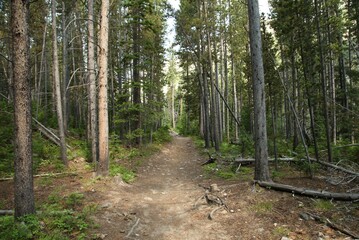Forest hiking trail in Beartooth Mountains, Montana