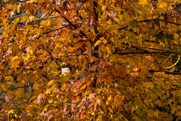 Detailed view of orange autumn leaves on a tree, highlighting the seasonal change and vivid fall colors.