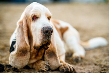 Elderly White Basset Hound Dog with Brown Spots Resting Lying on the Ground During His Walk