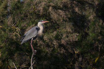 Grey Heron