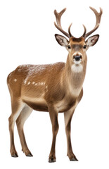 Fototapeta premium PNG Christmas reindeer wildlife animal mammal.