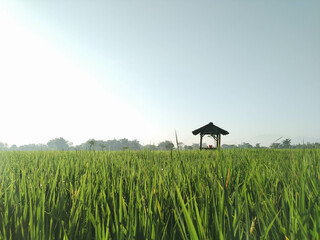 Rice Field Shack
View of rice field huts in the morning