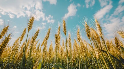 Obraz premium Golden wheat field under a blue sky with fluffy clouds.