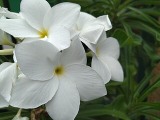 White Pagoda Flower 1
White Pagoda Flower close up