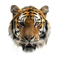 Fototapeta premium tiger isolated on white