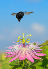 Southern carpenter bee (Xylocopa micans) female approaching flower of the scarletfruit...