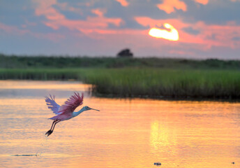 Roseate spoonbill (Platalea ajaja) flying towards the rising sun in coastal wetlands, Galveston, Texas, USA.