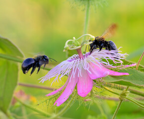 Southern carpenter bee (Xylocopa micans) female approaching flower of the scarletfruit passionflower (Passiflora foetida var Lanuginosa) where another female is feeding, Galveston, texas, USA.