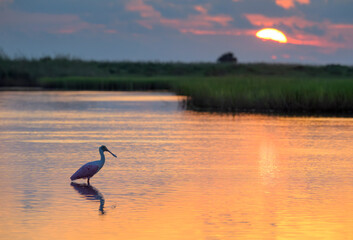Roseate spoonbill (Platalea ajaja) at sunrise in shallow water of lagoon in coastal wetlands, Galveston, Texas, USA.