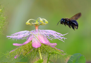 Southern carpenter bee (Xylocopa micans) female approaching flower of the scarletfruit...