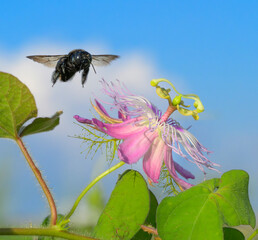 Southern carpenter bee (Xylocopa micans) female approaching flower of the stinking passion flower...