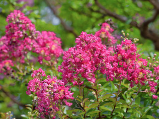 サルスベリの花