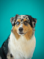 Merle Australian Shepherd portrait on turquoise background