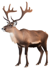 Fototapeta premium PNG Wildlife animal antler mammal.
