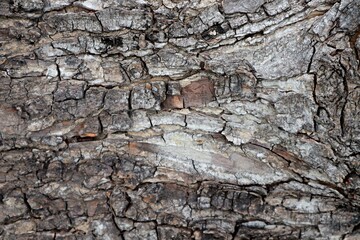 Fototapeta premium texture bark of a tree