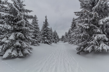 Winter view of a forest ski trail in Orlicke hory mountains, Czech Republic