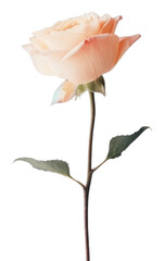 PNG Flower petal plant rose.