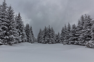 Winter view of a forest in Orlicke hory mountains, Czech Republic