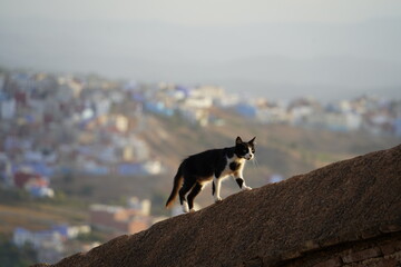 Cute little thin black white cat walking on stone wall with blurry cityscape in the background