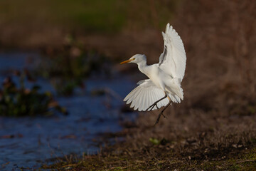 Cattle Egret