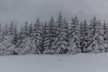 Winter view of a forest in Orlicke hory mountains, Czech Republic