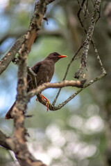 red winged blackbird