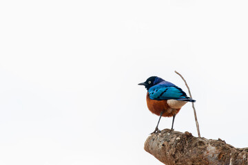 Superb Starling perches on a branch in Kenya.