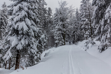 Winter view of a forest ski trail in Orlicke hory mountains, Czech Republic