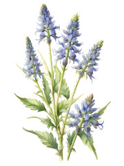 Naklejka premium Bugloss Watercolor Flower Plant Nature Art