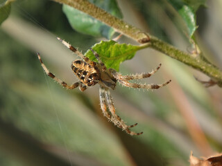 The common garden spider (Araneus diadematus), young female