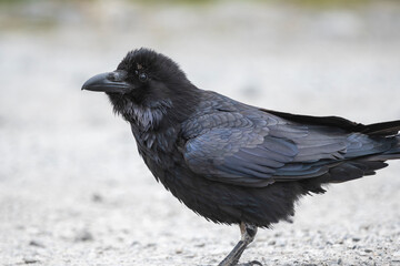 crow on the ground