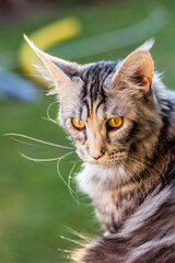 Fototapeta premium Portrait of a young Maine Coon cat