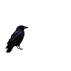 Fototapeta premium A majestic raven perches on a rugged rock under a dramatic night sky, illuminated by a glowing moon and scattered celestial bodies. The scene blends the mystique of the cosmos.