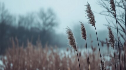 Gentle reeds sway in the cool mist of an early morning near a tranquil lake in late autumn