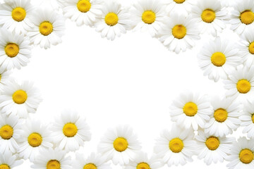 Obraz premium PNG Daisy backgrounds flower petal.